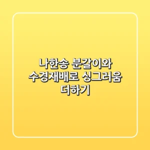 나한송 분갈이와 수경재배로 싱그러움 더하기