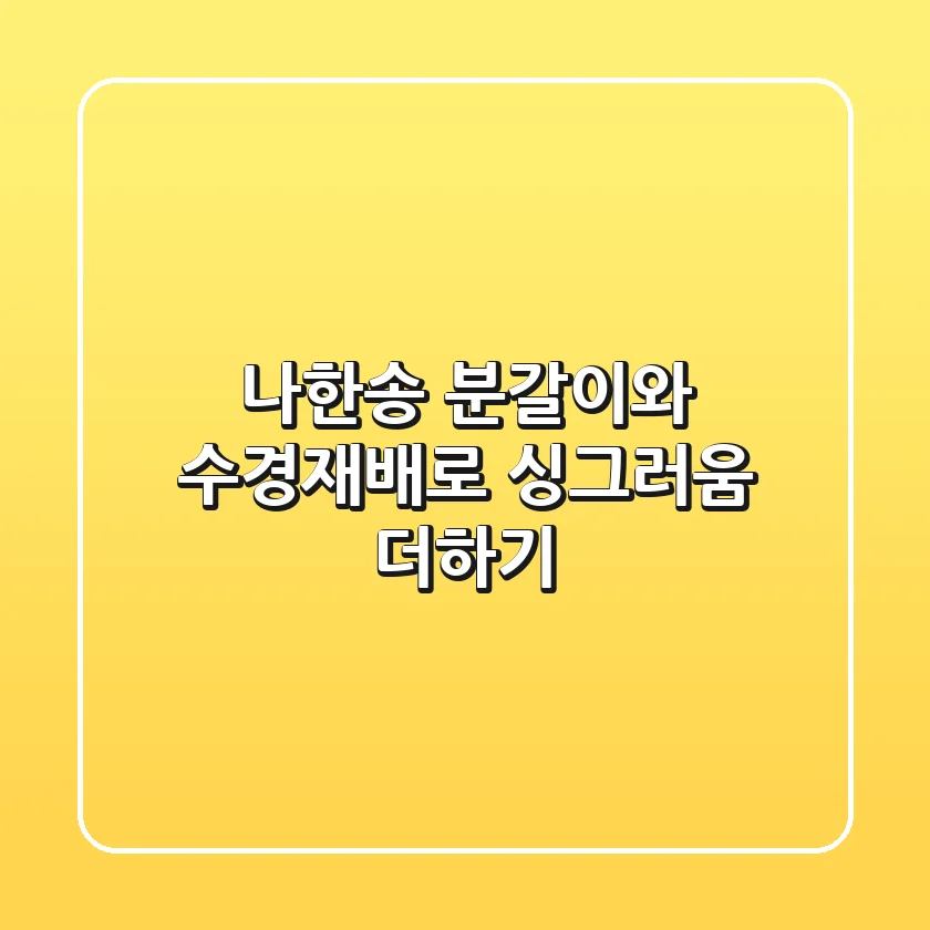 나한송 분갈이와 수경재배로 싱그러움 더하기