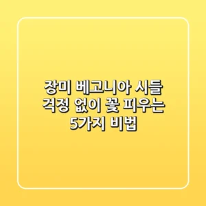 장미 베고니아, 시들 걱정 없이 꽃 피우는 5가지 비법